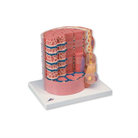 Fibra muscular - a 10.000 aumento MICROanatomy - Envío Gratuito