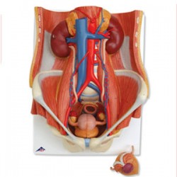 Sistema urinario de sexo dual, 6 pzs - Envío Gratuito