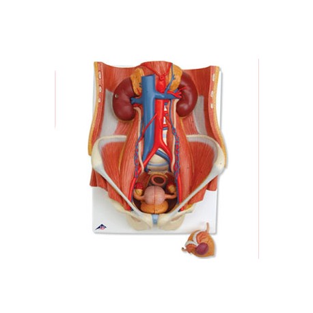 Sistema urinario de sexo dual, 6 pzs - Envío Gratuito