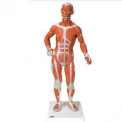 Figura muscular 1/3 de su tamaño natural - Envío Gratuito